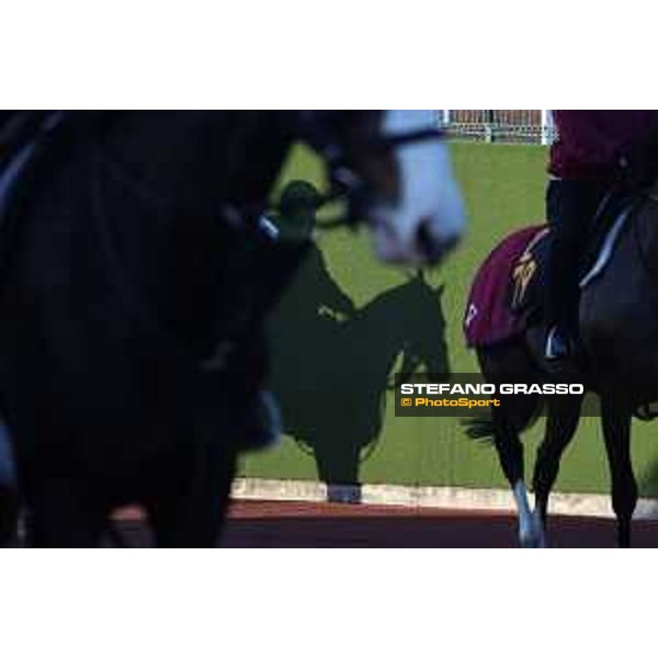 Japan Cup of Tokyo - - Tokyo, Fuchu Racecourse - 24 November 2023 - ph.Stefano Grasso/Longines A morning at MIHO training center