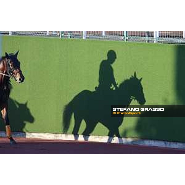 Japan Cup of Tokyo - - Tokyo, Fuchu Racecourse - 24 November 2023 - ph.Stefano Grasso/Longines A morning at MIHO training center