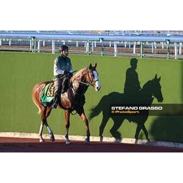 Japan Cup of Tokyo - - Tokyo, Fuchu Racecourse - 24 November 2023 - ph.Stefano Grasso/Longines A morning at MIHO training center