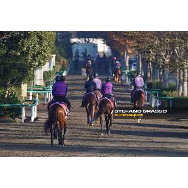 Japan Cup of Tokyo - - Tokyo, Fuchu Racecourse - 24 November 2023 - ph.Stefano Grasso/Longines A morning at MIHO training center