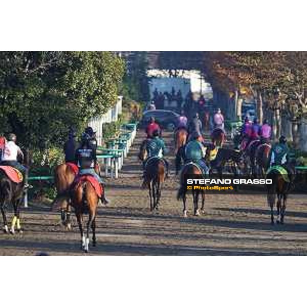 Japan Cup of Tokyo - - Tokyo, Fuchu Racecourse - 24 November 2023 - ph.Stefano Grasso/Longines A morning at MIHO training center