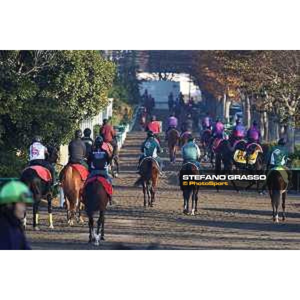 Japan Cup of Tokyo - - Tokyo, Fuchu Racecourse - 24 November 2023 - ph.Stefano Grasso/Longines A morning at MIHO training center