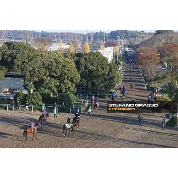 Japan Cup of Tokyo - - Tokyo, Fuchu Racecourse - 24 November 2023 - ph.Stefano Grasso/Longines A morning at MIHO training center