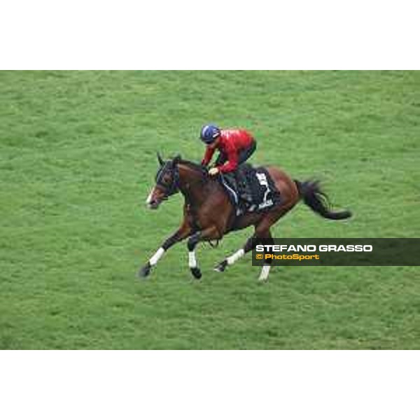 Longines Hong Kong International Races of Hong Kong - - Hong Kong, Sha Tin - 6 December 2023 - ph.Stefano Grasso/Longines Morning track works Prognosis