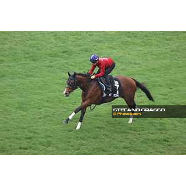 Longines Hong Kong International Races of Hong Kong - - Hong Kong, Sha Tin - 6 December 2023 - ph.Stefano Grasso/Longines Morning track works Prognosis