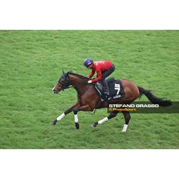 Longines Hong Kong International Races of Hong Kong - - Hong Kong, Sha Tin - 6 December 2023 - ph.Stefano Grasso/Longines Morning track works Prognosis