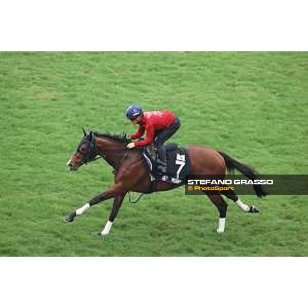 Longines Hong Kong International Races of Hong Kong - - Hong Kong, Sha Tin - 6 December 2023 - ph.Stefano Grasso/Longines Morning track works Prognosis