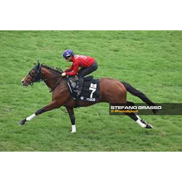 Longines Hong Kong International Races of Hong Kong - - Hong Kong, Sha Tin - 6 December 2023 - ph.Stefano Grasso/Longines Morning track works Prognosis