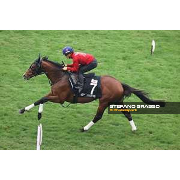 Longines Hong Kong International Races of Hong Kong - - Hong Kong, Sha Tin - 6 December 2023 - ph.Stefano Grasso/Longines Morning track works Prognosis