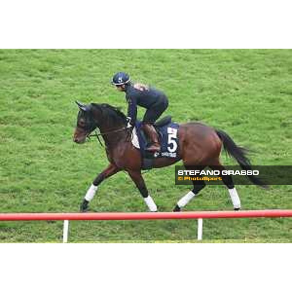 Longines Hong Kong International Races of Hong Kong - - Hong Kong, Sha Tin - 6 December 2023 - ph.Stefano Grasso/Longines Morning track works Danon The Kid