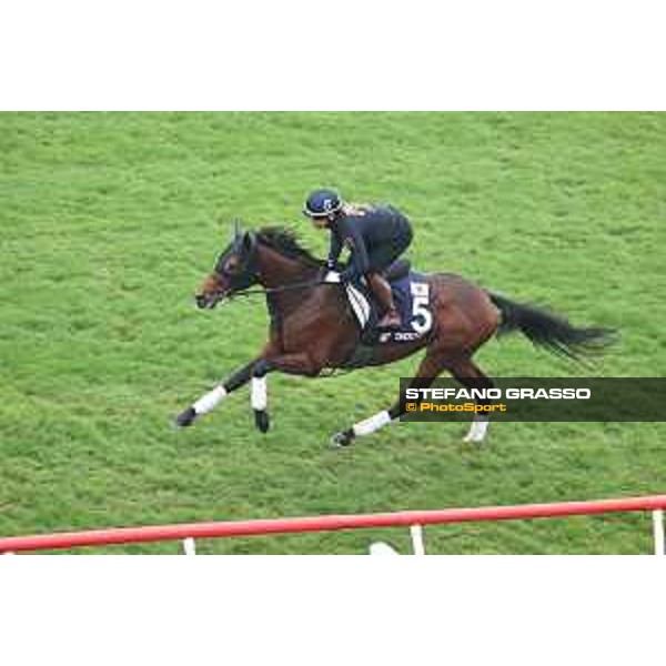 Longines Hong Kong International Races of Hong Kong - - Hong Kong, Sha Tin - 6 December 2023 - ph.Stefano Grasso/Longines Morning track works Danon The Kid