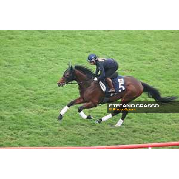 Longines Hong Kong International Races of Hong Kong - - Hong Kong, Sha Tin - 6 December 2023 - ph.Stefano Grasso/Longines Morning track works Danon The Kid