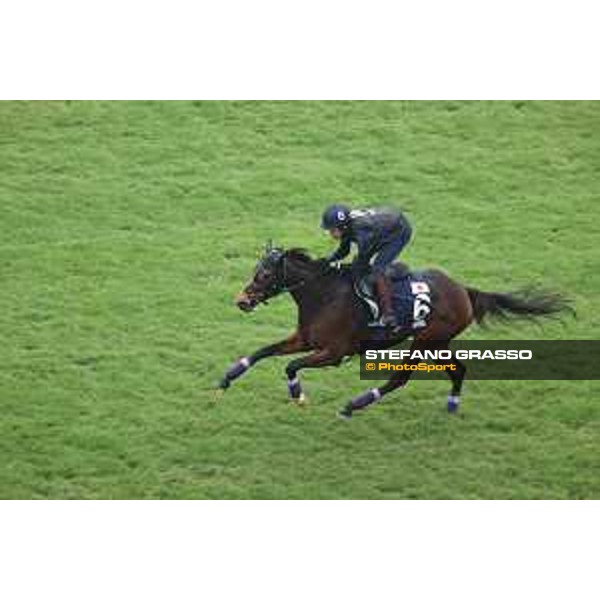 Longines Hong Kong International Races of Hong Kong - - Hong Kong, Sha Tin - 6 December 2023 - ph.Stefano Grasso/Longines Morning track works Divina
