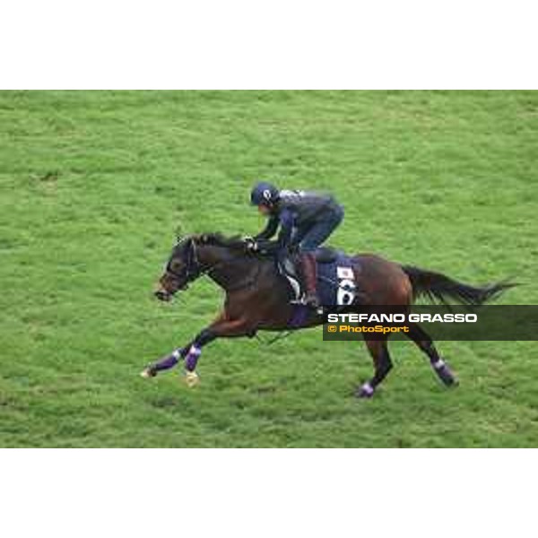 Longines Hong Kong International Races of Hong Kong - - Hong Kong, Sha Tin - 6 December 2023 - ph.Stefano Grasso/Longines Morning track works Divina