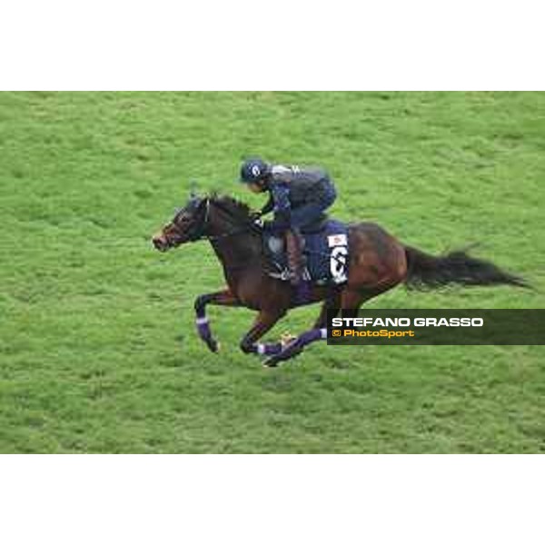 Longines Hong Kong International Races of Hong Kong - - Hong Kong, Sha Tin - 6 December 2023 - ph.Stefano Grasso/Longines Morning track works Divina
