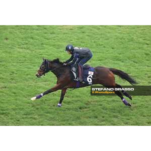 Longines Hong Kong International Races of Hong Kong - - Hong Kong, Sha Tin - 6 December 2023 - ph.Stefano Grasso/Longines Morning track works Divina