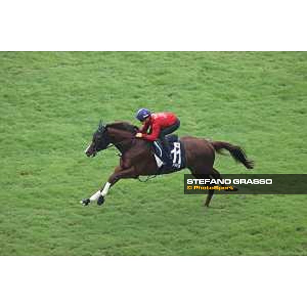 Longines Hong Kong International Races of Hong Kong - - Hong Kong, Sha Tin - 6 December 2023 - ph.Stefano Grasso/Longines Morning track works Serifios