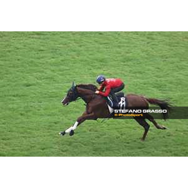 Longines Hong Kong International Races of Hong Kong - - Hong Kong, Sha Tin - 6 December 2023 - ph.Stefano Grasso/Longines Morning track works Serifios