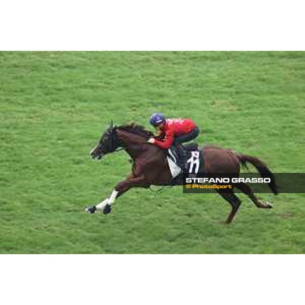 Longines Hong Kong International Races of Hong Kong - - Hong Kong, Sha Tin - 6 December 2023 - ph.Stefano Grasso/Longines Morning track works Serifios