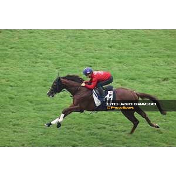 Longines Hong Kong International Races of Hong Kong - - Hong Kong, Sha Tin - 6 December 2023 - ph.Stefano Grasso/Longines Morning track works Serifios