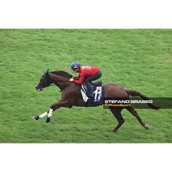 Longines Hong Kong International Races of Hong Kong - - Hong Kong, Sha Tin - 6 December 2023 - ph.Stefano Grasso/Longines Morning track works Serifios