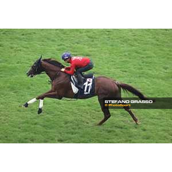 Longines Hong Kong International Races of Hong Kong - - Hong Kong, Sha Tin - 6 December 2023 - ph.Stefano Grasso/Longines Morning track works Serifios