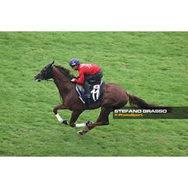 Longines Hong Kong International Races of Hong Kong - - Hong Kong, Sha Tin - 6 December 2023 - ph.Stefano Grasso/Longines Morning track works Serifios