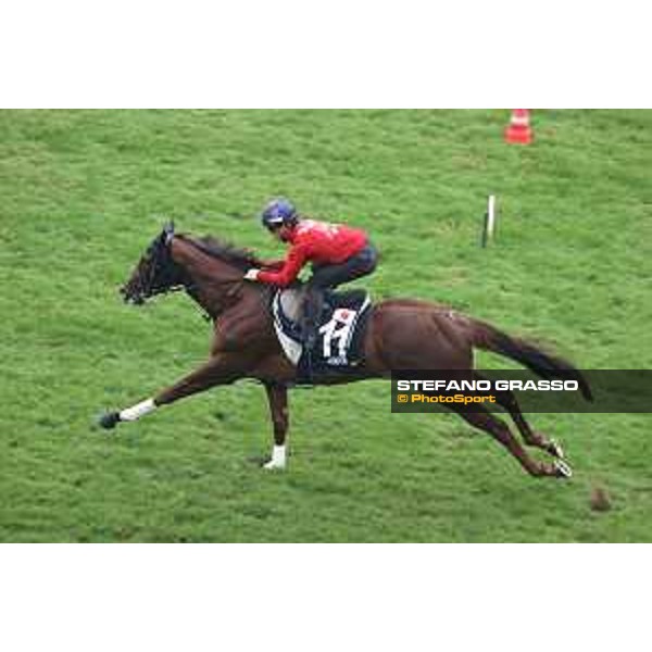Longines Hong Kong International Races of Hong Kong - - Hong Kong, Sha Tin - 6 December 2023 - ph.Stefano Grasso/Longines Morning track works Serifios