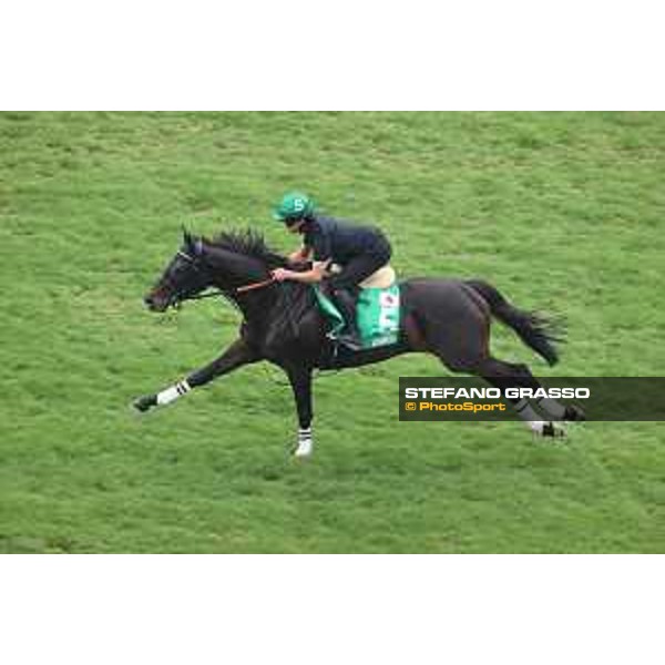 Longines Hong Kong International Races of Hong Kong - - Hong Kong, Sha Tin - 6 December 2023 - ph.Stefano Grasso/Longines Morning track works Shahryar