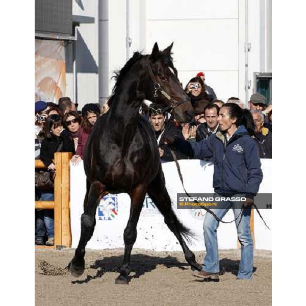 Varenne at Fieracavalli 2009 Verona,7th nov. 2009 ph. Fieracavalli/Stefano Grasso