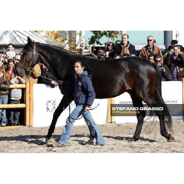 Varenne at Fieracavalli 2009 Verona,7th nov. 2009 ph. Fieracavalli/Stefano Grasso