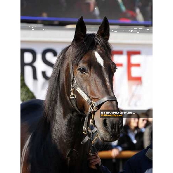 Varenne at Fieracavalli 2009 Verona,7th nov. 2009 ph. Fieracavalli/Stefano Grasso
