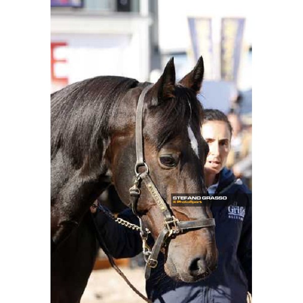 Varenne at Fieracavalli 2009 Verona,7th nov. 2009 ph. Fieracavalli/Stefano Grasso