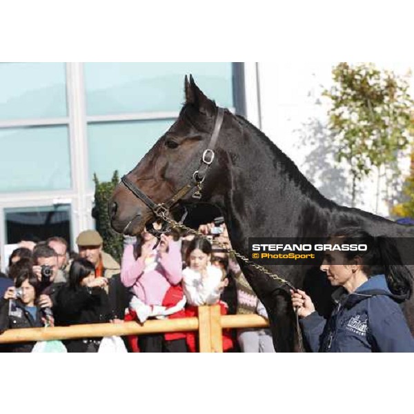 Varenne at Fieracavalli 2009 Verona,7th nov. 2009 ph. Fieracavalli/Stefano Grasso