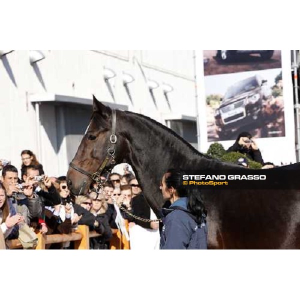 Varenne at Fieracavalli 2009 Verona,7th nov. 2009 ph. Fieracavalli/Stefano Grasso