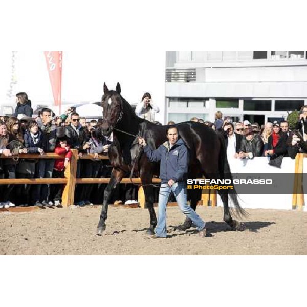 Varenne at Fieracavalli 2009 Verona,7th nov. 2009 ph. Fieracavalli/Stefano Grasso