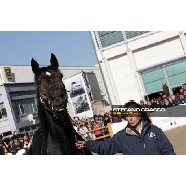 Varenne at Fieracavalli 2009 Verona,7th nov. 2009 ph. Fieracavalli/Stefano Grasso