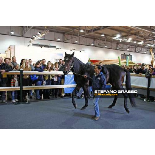 Varenne at Fieracavalli 2009 Verona,7th nov. 2009 ph. Fieracavalli/Stefano Grasso