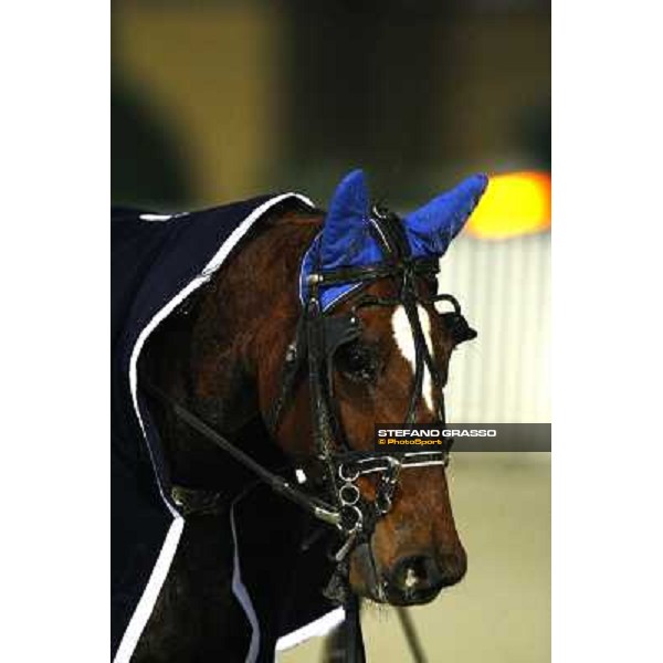 a close up for Nieves Vl winner of the Gran Criterium \'Memorial Piero Biondi\' Milan San Siro, 15th nov. 2009 ph. Stefano Grasso
