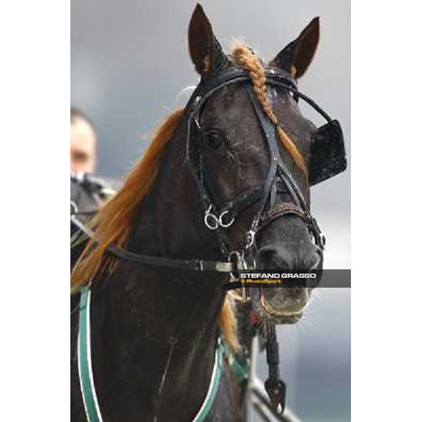 a close up for Freund Ferm winner of the Premio Enzo Malvicini at San Siro Milan San Siro, 15th nov. 2009 ph. Stefano Grasso