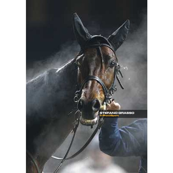 a close up for Island Effe after winning the Gran Premio Mario Locatelli Milan San Siro, 24th january 2010 ph. Stefano Grasso
