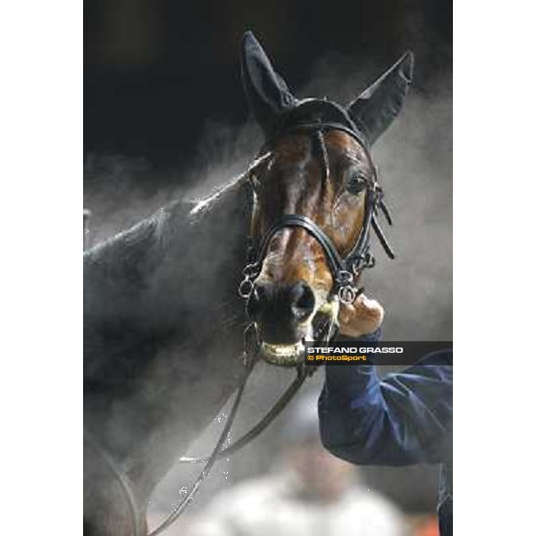 a close up for Island Effe after winning the Gran Premio Mario Locatelli Milan San Siro, 24th january 2010 ph. Stefano Grasso