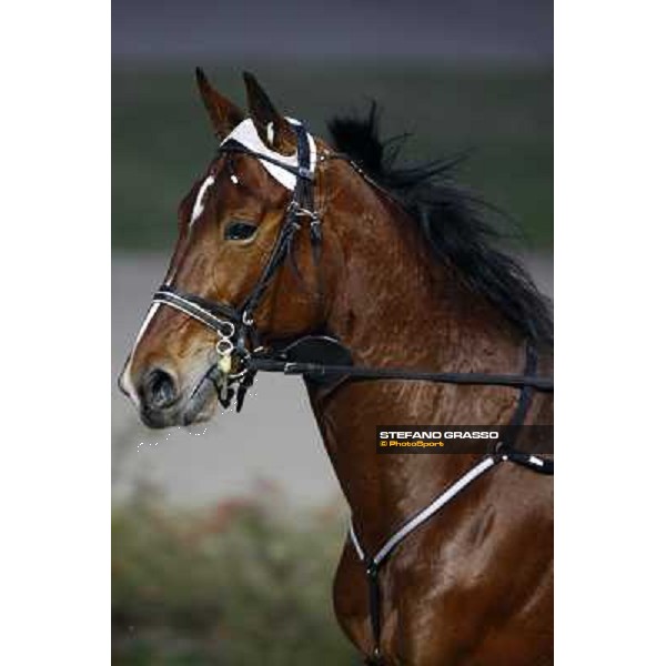 a close up for Materazzi Ok before the Premio Westgate Crown Milan San Siro, 24th january 2010 ph. Stefano Grasso