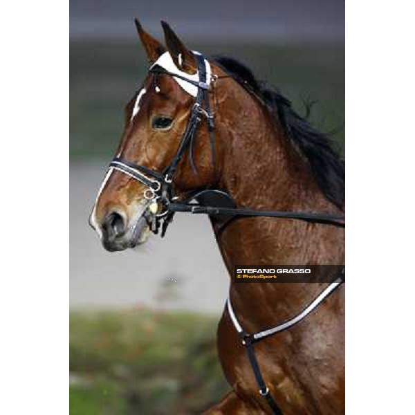 a close up for Materazzi Ok before the Premio Westgate Crown Milan San Siro, 24th january 2010 ph. Stefano Grasso