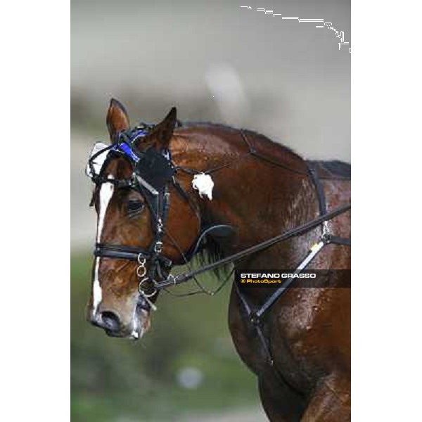 a close up for Iulius del Ronco after winning the Premio Alma Roc Milan San Siro, 24th january 2010 ph. Stefano Grasso