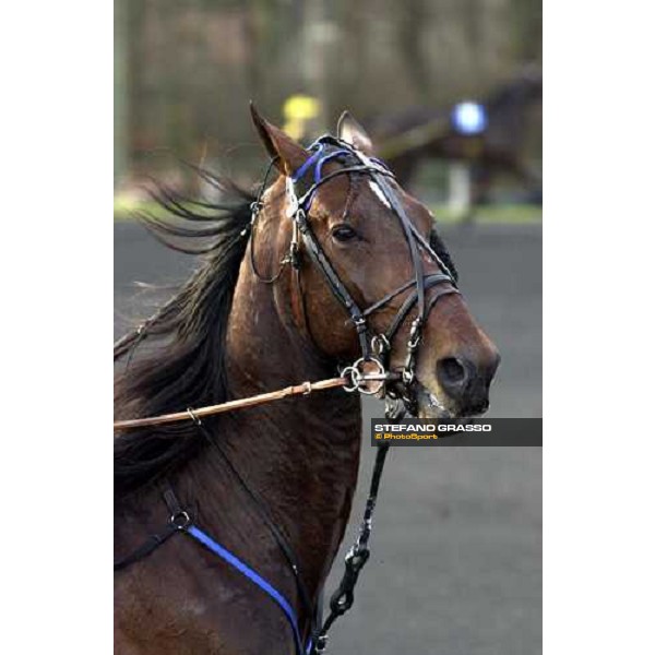 Varenne wins the Grand Prix d\' Amerique 2001 Paris Vincennes, 28th january 2001 ph. Stefano Grasso