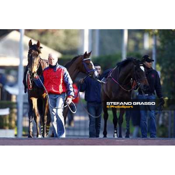 Invincible Joy parading before the Premio Criterium d\' Inverno Rome, 7th february 2010 ph. Stefano Grasso