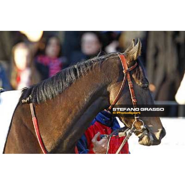 a close up for Invincible Joy parading before the Premio Criterium d\' Inverno Rome, 7th february 2010 ph. Stefano Grasso