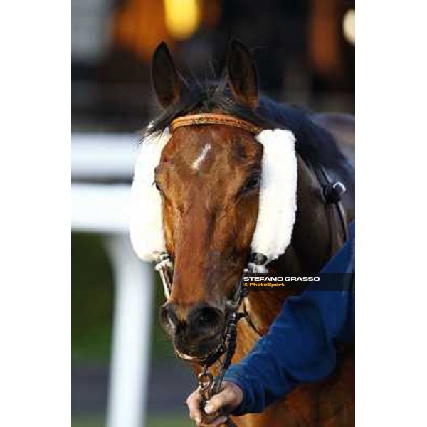 a close up for Luci a Capannelle after winning the Premio Criterium d\' Inverno Rome, 7th february 2010 ph. Stefano Grasso