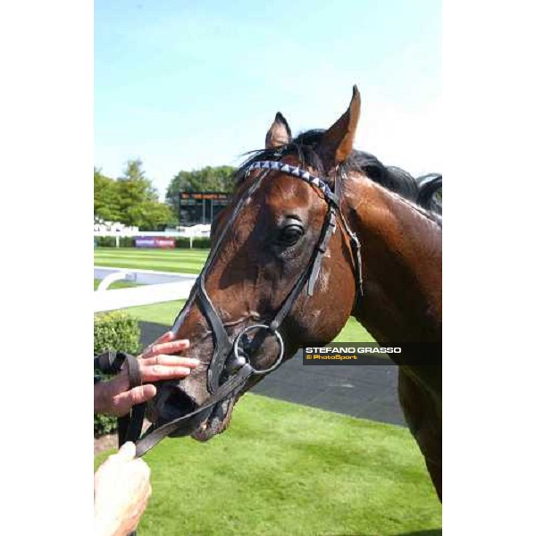 close up for Le Vie dei Colori The Cantor Odds Sussex Stakes Glorious Goodwood 28 th july 2004 ph. Stefano Grasso